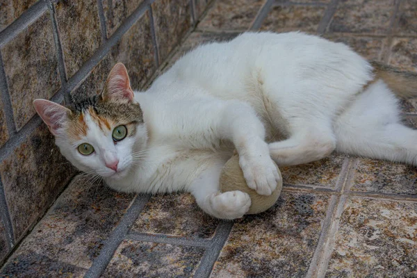 Penutup Dari Kucing Putih Menggemaskan Dengan Mata Hijau Tergeletak Tanah — Stok Foto