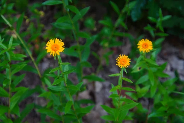 Close Flores Inula Britannica Crescendo Campo — Fotografia de Stock