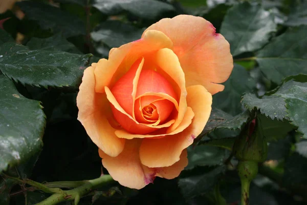 Primo Piano Una Rosa Giardino Arancione Fiorente — Foto Stock