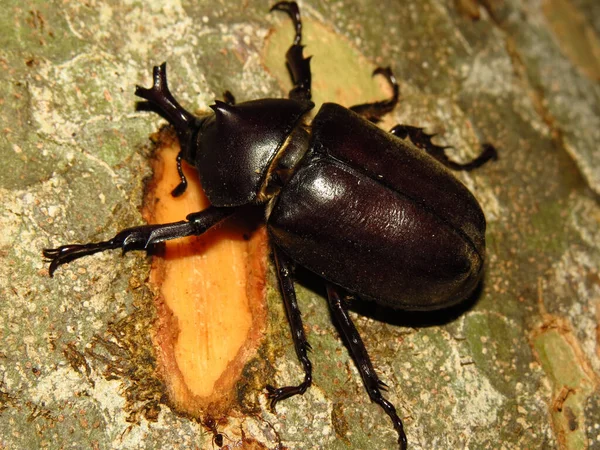 Stag Beetle Its Food Weathered Surface — Stock Photo, Image