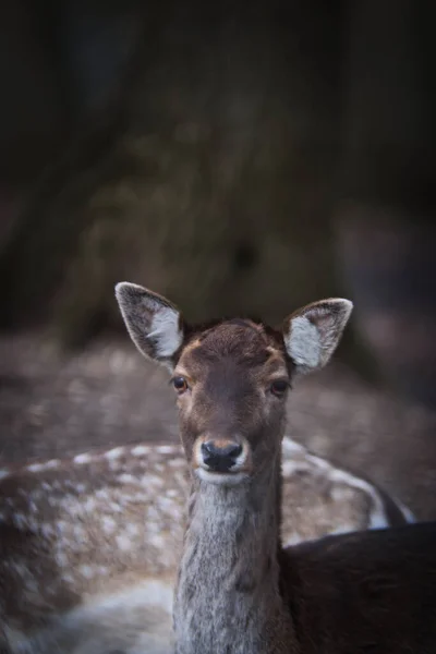 一只美丽典雅的鹿望着摄像机的特写 — 图库照片