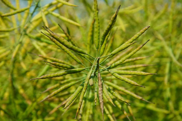 Detailní Záběr Řepkového Semínka Brassica Napus Brassicaceae Zralé Řepky — Stock fotografie