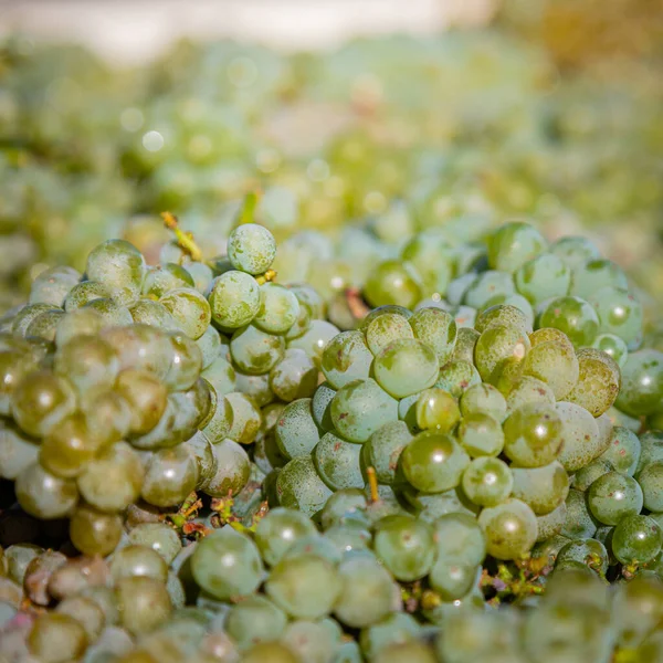 Primer Plano Deliciosas Uvas Maduras Recipiente Bajo Luz Del Sol —  Fotos de Stock