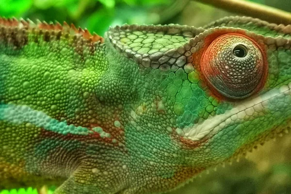 Primer Plano Hermoso Camaleón Verde Cubierto Pequeñas Escamas Redondas Con —  Fotos de Stock