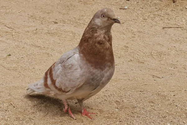 Hög Vinkel Skott Brun Duva Sand Solig Dag — Stockfoto