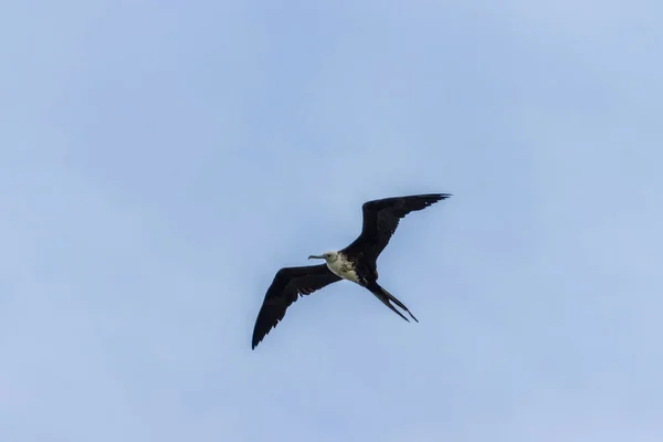Mavi Gökyüzünde Uçan Bir Kuş — Stok fotoğraf
