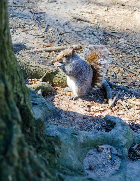 Uma Bela Foto Esquilo Roendo Uma Noz Central Park Nova — Fotografia de Stock