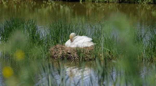 Photo Une Oie Blanche Assise Dans Nid Milieu Lac — Photo