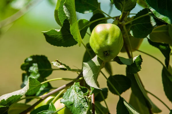 Eine Selektive Fokusaufnahme Eines Grünen Apfels Baum — Stockfoto