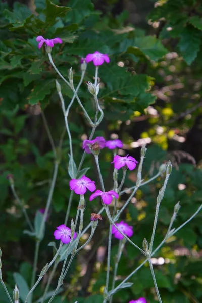 Closeup Shot Medicinal Plants Comana Park — Stock Photo, Image