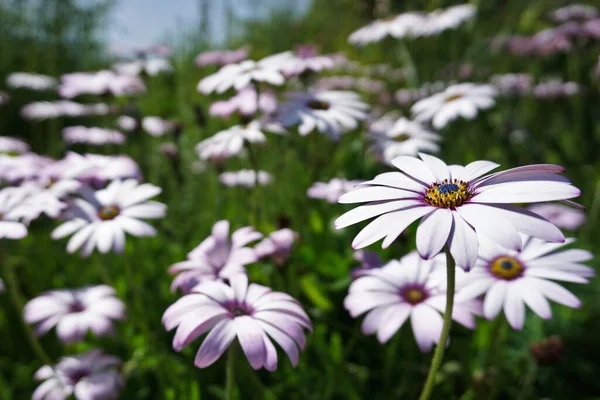 Dimorphotheca Roxo Florescendo Flores Jardim — Fotografia de Stock