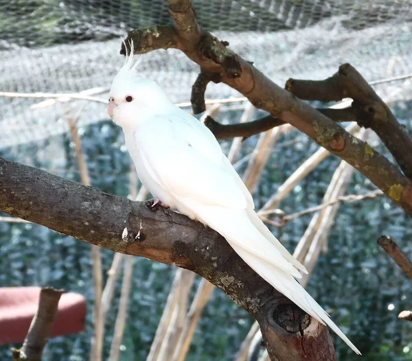 Tiro Seletivo Foco Papagaio Branco Exótico Capturado Zoológico — Fotografia de Stock