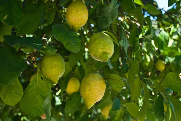 スペイン マヨルカ島のソラーのレモンの木の美しいクローズアップ写真 — ストック写真
