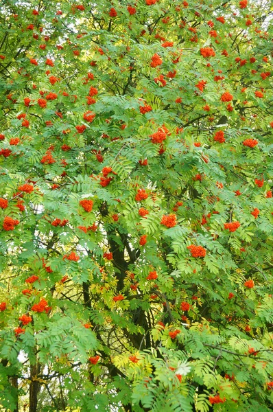 Gros Plan Vertical Sorbus Aux Baies Rouges — Photo