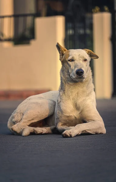 Colpo Verticale Adorabile Levriero — Foto Stock