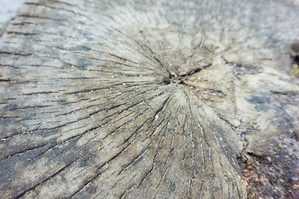 Primer Plano Una Superficie Tronco Árbol Viejo — Foto de Stock