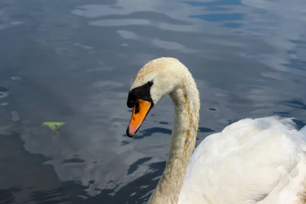 Elegante Cisne Blanco Flotando Lago —  Fotos de Stock