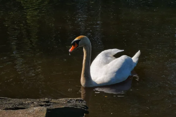 Gros Plan Une Nage Blanche Avec Son Reflet Dans Eau — Photo