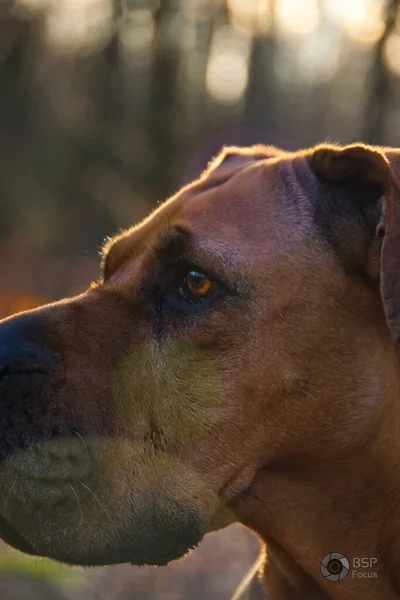 Primo Piano Selettivo Boerboel Marrone Con Museruola Nera Che Guarda — Foto Stock