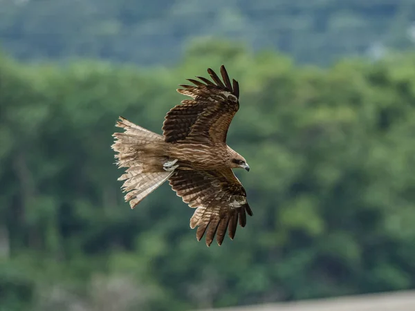 Ein Schwarzohrdrachen Fliegt Über Die Grünen Felder Und Bäume — Stockfoto