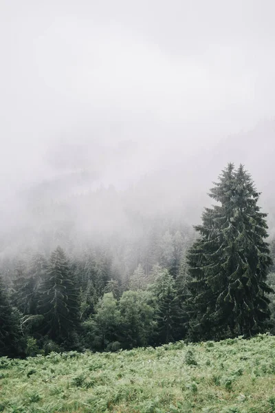 Tiro Vertical Uma Floresta Coberta Vegetação Neblina Dia Sombrio — Fotografia de Stock