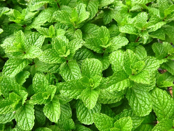 Latar Belakang Daun Peppermint — Stok Foto