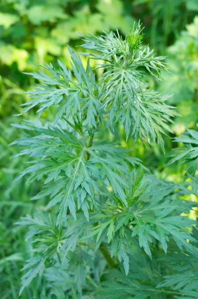 Eine Selektive Nahaufnahme Von Grünem Beifuß Artemisia Vulgaris Der Garten — Stockfoto
