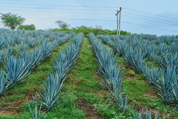 Plantacja Niebieskiej Agawy Polu Produkcji Tequili — Zdjęcie stockowe