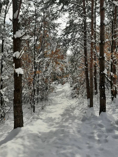 Вертикальный Снимок Снежного Соснового Леса — стоковое фото