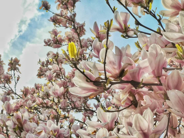 Makro Ujęcie Drzewa Magnolii Kwiatami Pod Jasnym Słońcem — Zdjęcie stockowe