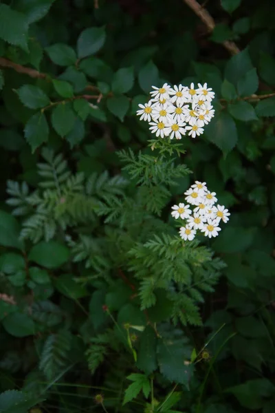 Zdjęcie Zbliżeniowe Rumianku Pyrethrum — Zdjęcie stockowe