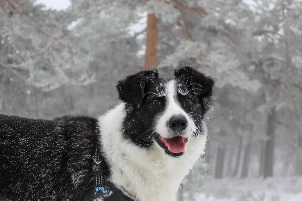 Een Schattige Border Collie Hond Spelend Een Besneeuwde Weide — Stockfoto