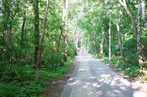 Sianozety Polonia Julio 2015 Bosque Verde Sianozety Con Sendero Gente —  Fotos de Stock