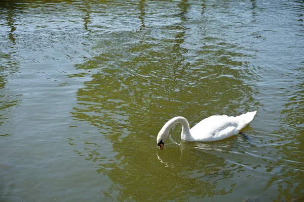 Großaufnahme Eines Schwans Der Fluss Schwimmt — Stockfoto