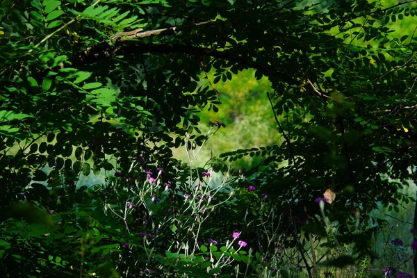 Närbild Medicinalväxter Comana Park — Stockfoto