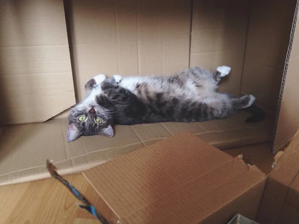 一只可爱的猫倒卧在纸板箱上 随时准备被宠坏 — 图库照片