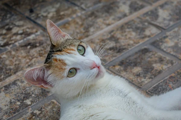 Close Gato Branco Adorável Com Olhos Verdes Deitados Chão Luz — Fotografia de Stock