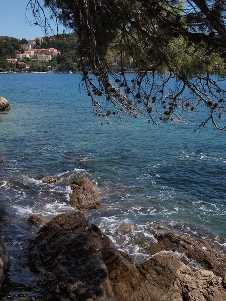 Közelkép Sziklás Partvidékről Horvát Tengerpart Fáiról Dubrovnik Közelében — Stock Fotó