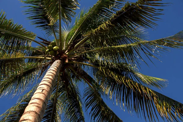 Sebuah Gambar Sudut Rendah Dari Pohon Palem Pantai — Stok Foto