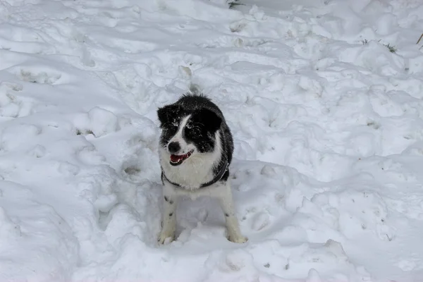 Симпатичная Пограничная Колли Собака Играет Снежном Лугу — стоковое фото