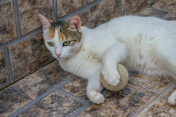 Close Gato Branco Adorável Com Olhos Verdes Deitado Chão Segurando — Fotografia de Stock