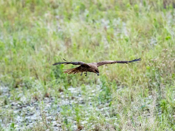 Papagaio Orelhas Pretas Voando Sobre Campo Verde — Fotografia de Stock