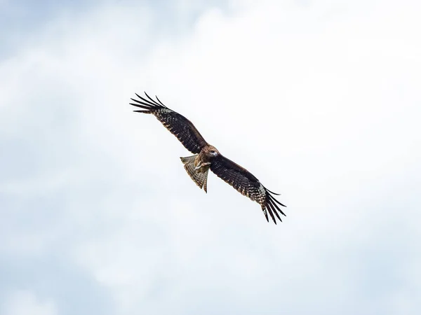 Papagaio Orelhas Pretas Voando Céu — Fotografia de Stock