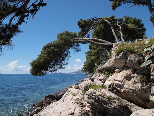 Closeup Shot Rocky Coast Trees Croatian Coast Dubrovnik — Stock Photo, Image