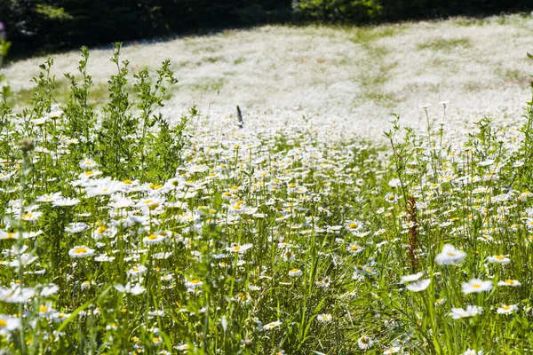田野里一大群洋甘菊的风景 — 图库照片