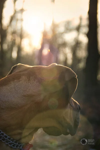 Primo Piano Selettivo Boerboel Marrone Con Museruola Nera Che Guarda — Foto Stock