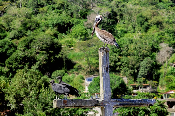 Oiseau Pélican Perché Sur Une Croix Bois — Photo