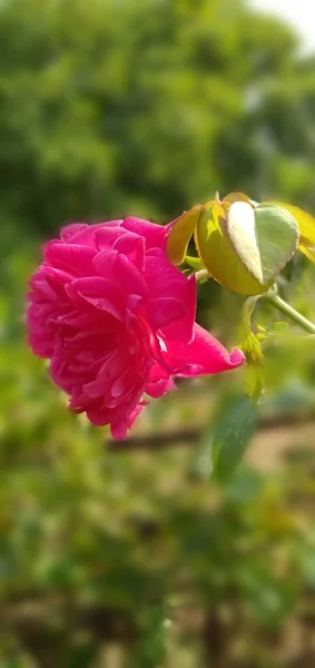 Primo Piano Una Rosa Rosa Che Cresce Giardino Con Sfondo — Foto Stock