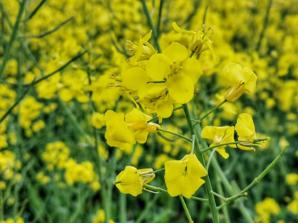 Göz Yaşartıcı Sarı Çiçeklerle Dolu Bir Tarlanın Kapalı Çekimi — Stok fotoğraf