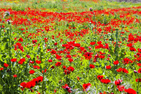 Una Vista Panorámica Campo Amapolas Flores Colores Georgia — Foto de Stock